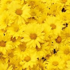 MONTELUPO IN FIORE 2026